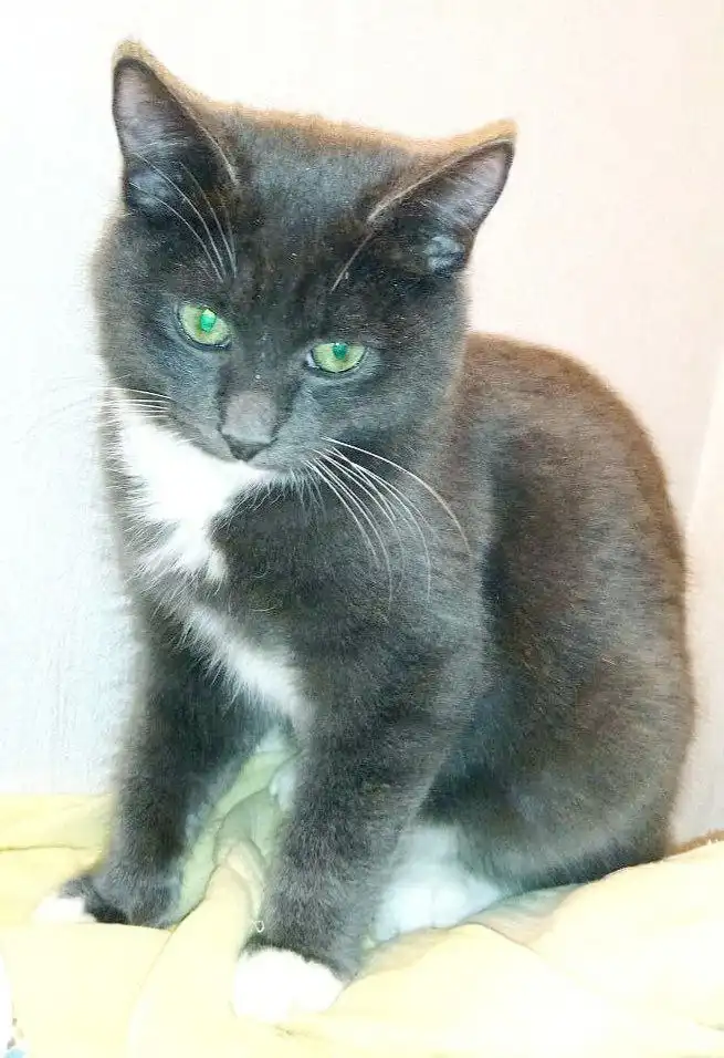 Кошечка Серафима и котик Филя