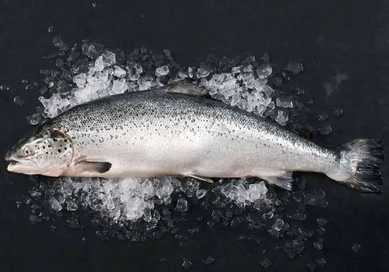 Морские деликатесы с бесплатной доставкой