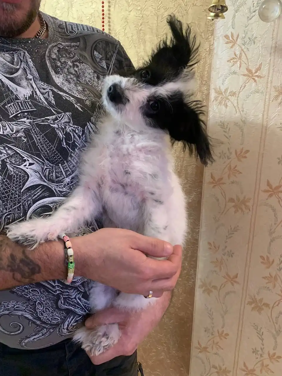 Котята в добрые руки - Кошки (Животные) в Красногорск