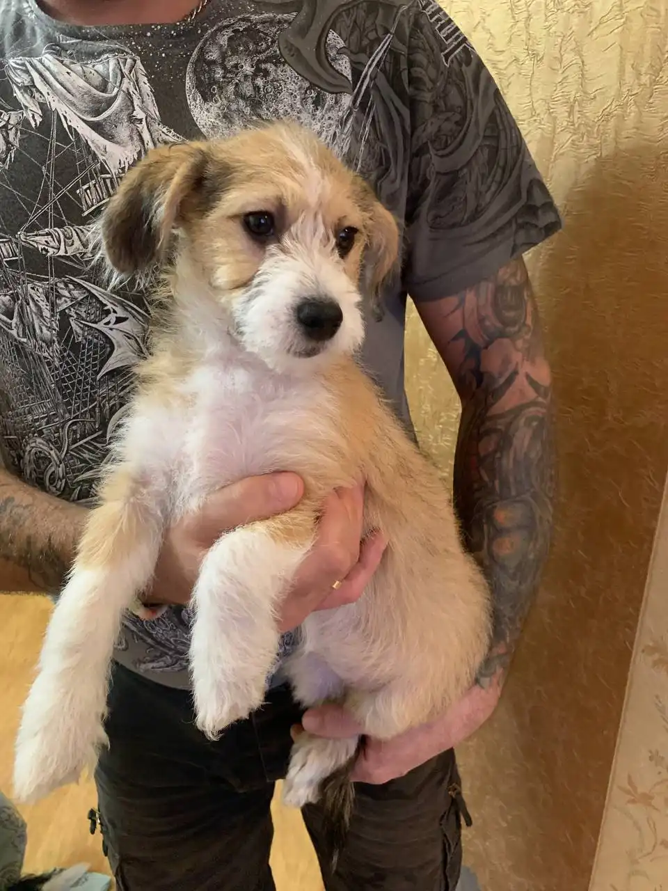 Котята в добрые руки - Кошки (Животные) в Красногорск