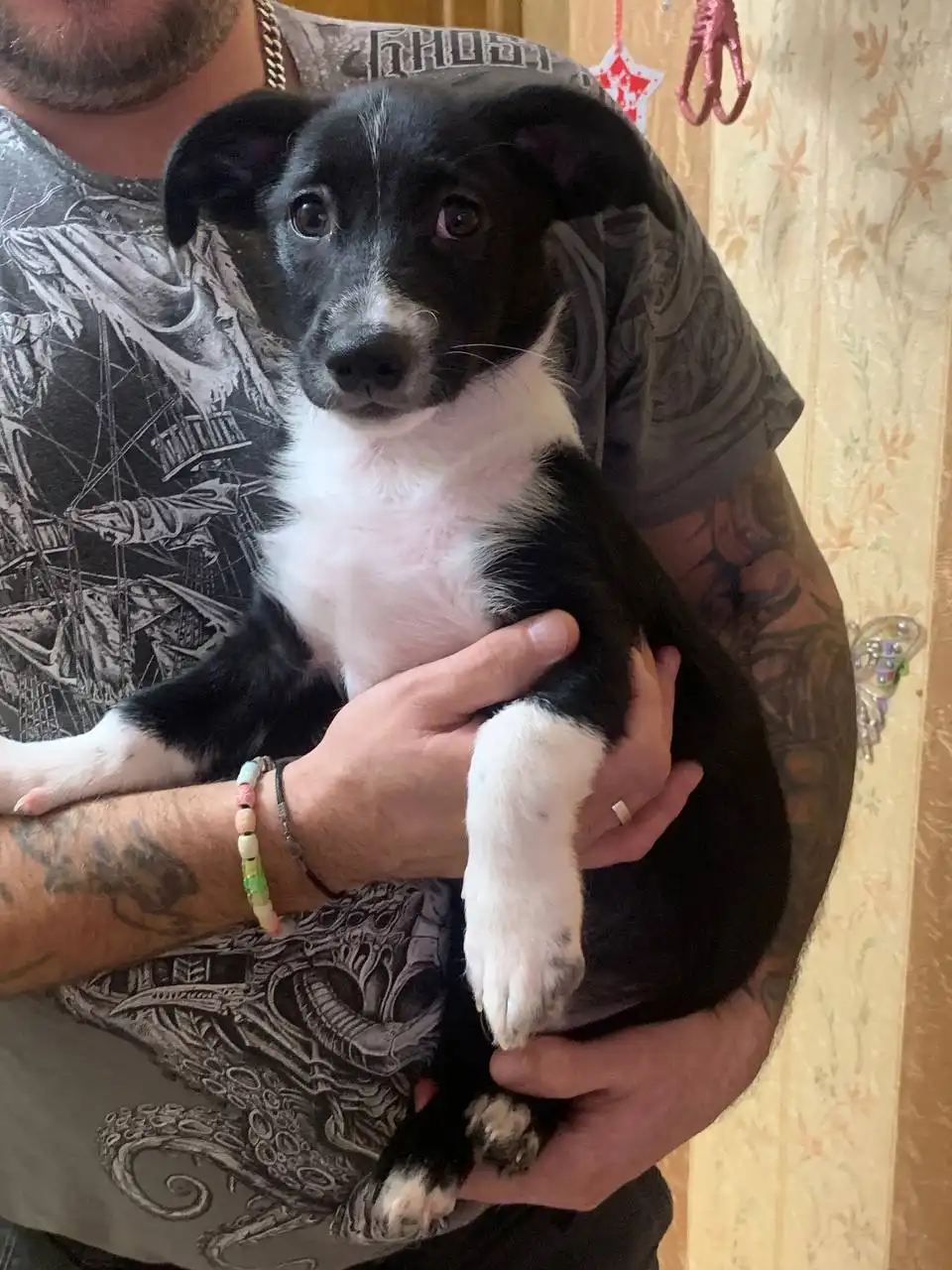 Котята в добрые руки - Кошки (Животные) в Красногорск