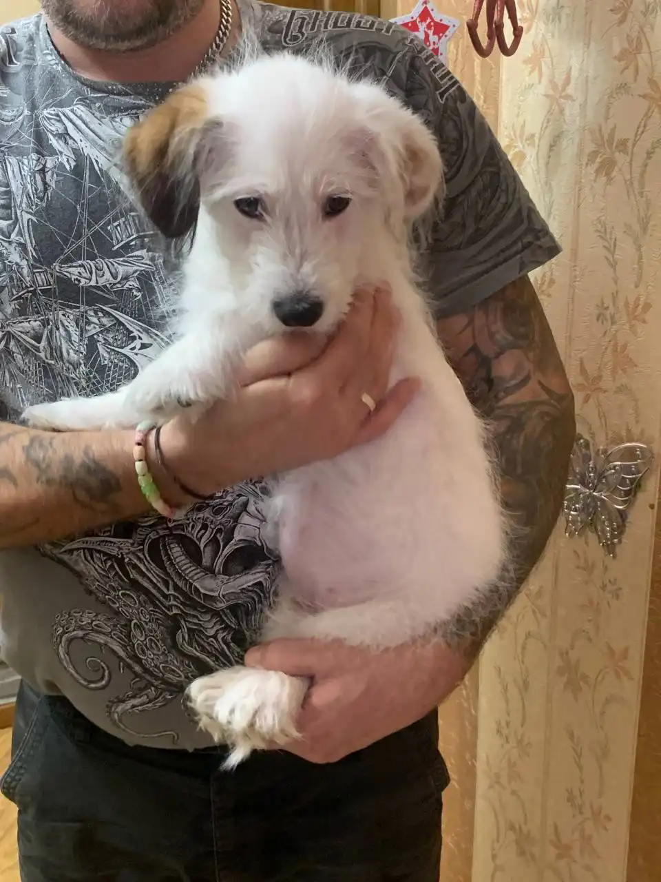 Котята в добрые руки - Кошки (Животные) в Красногорск