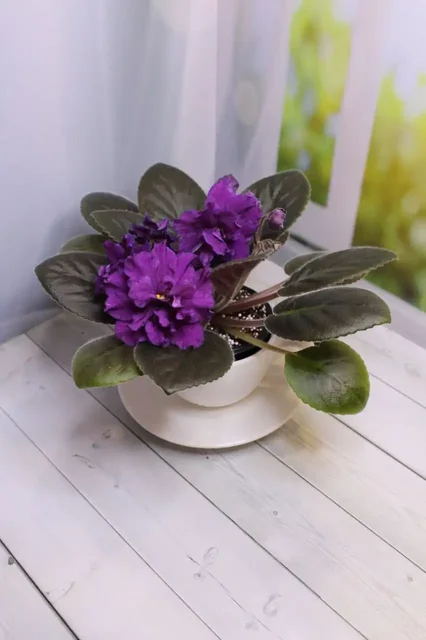 Продажа цветущих фиалок - Сад и огород в Красногорск