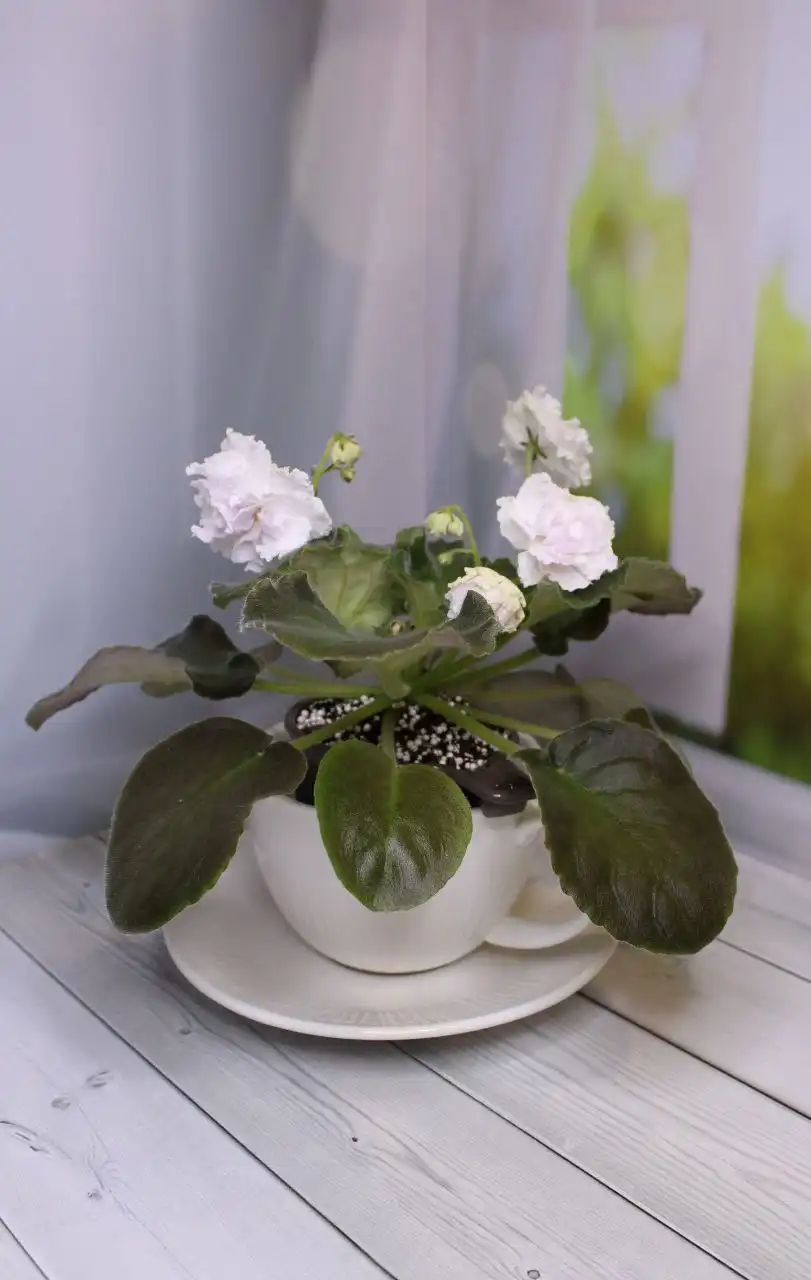 Продажа цветущих фиалок - Растения (Хобби и отдых) в Красногорск