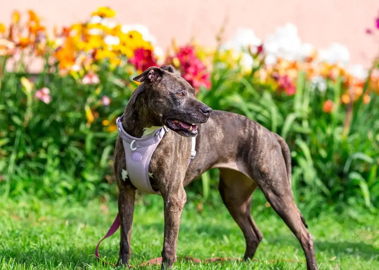 Ищем семью для собаки Сары - Собаки (Животные) в Красногорск