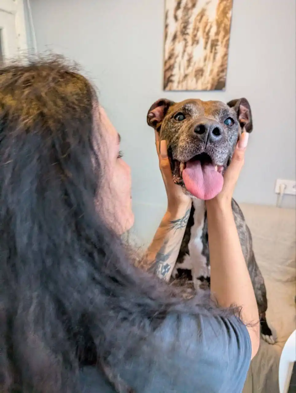 Ищем семью для собаки Сары - Собаки (Животные) в Красногорск