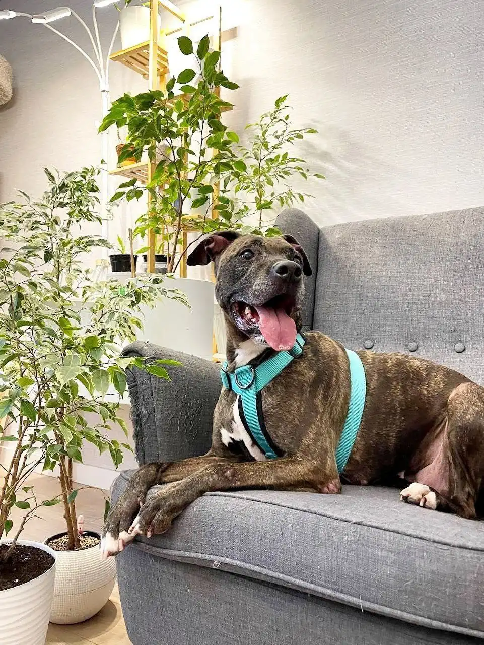 Ищем семью для собаки Сары - Собаки (Животные) в Красногорск