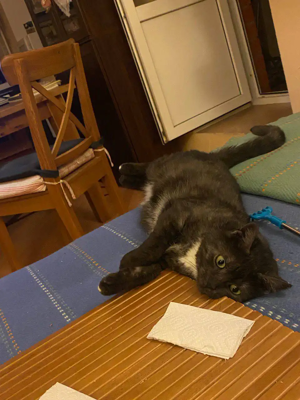 Кошка Варя черный дым ищет дом в Москве - Кошки (Животные) в Москва