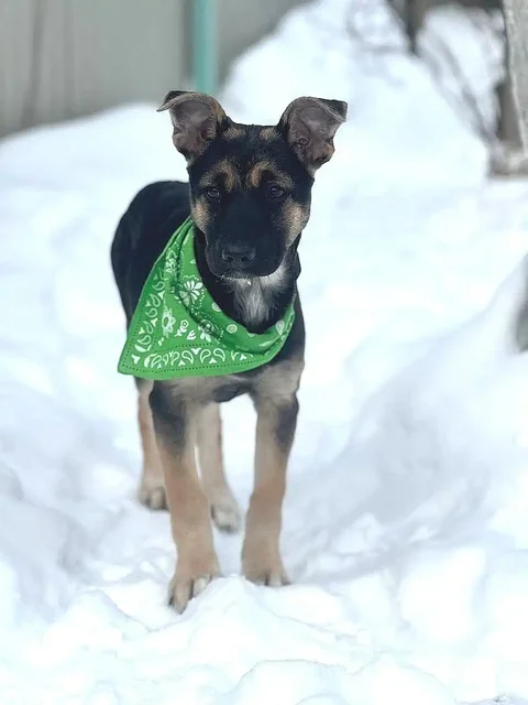 Девочка, 3,5 месяца ищет дом - частное объявление в Истра