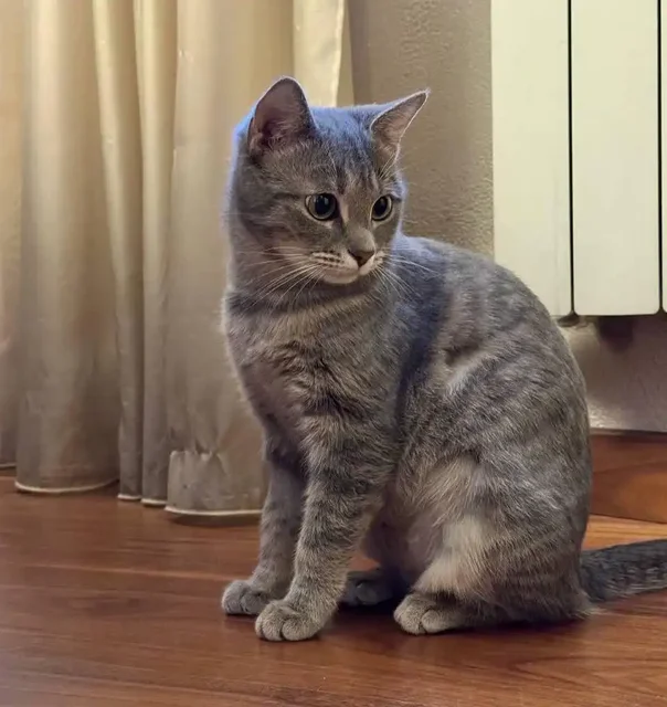 Пристройство кошки, найдена на улице - Животные в Красногорск