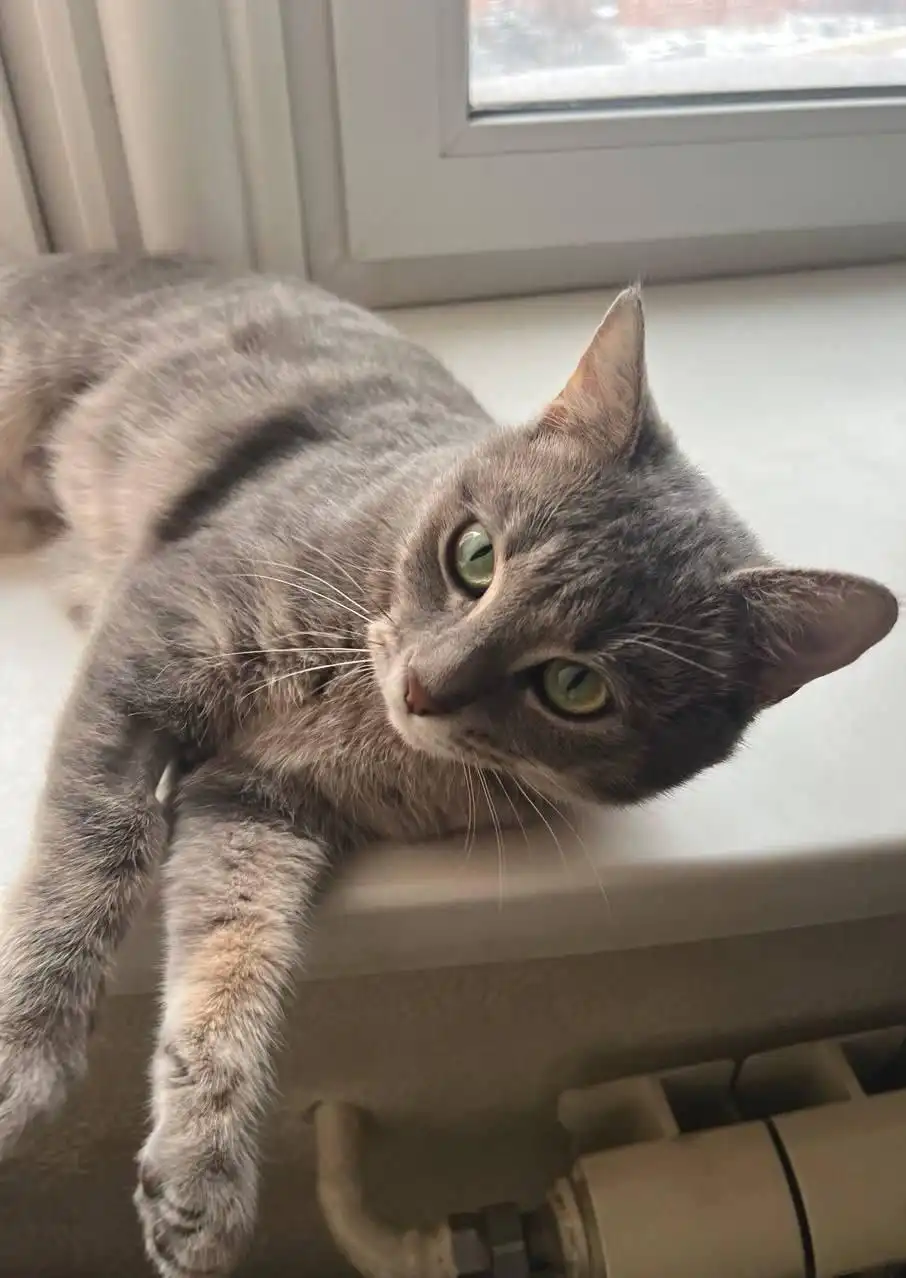 Пристройство кошки, найдена на улице - Кошки (Животные) в Красногорск