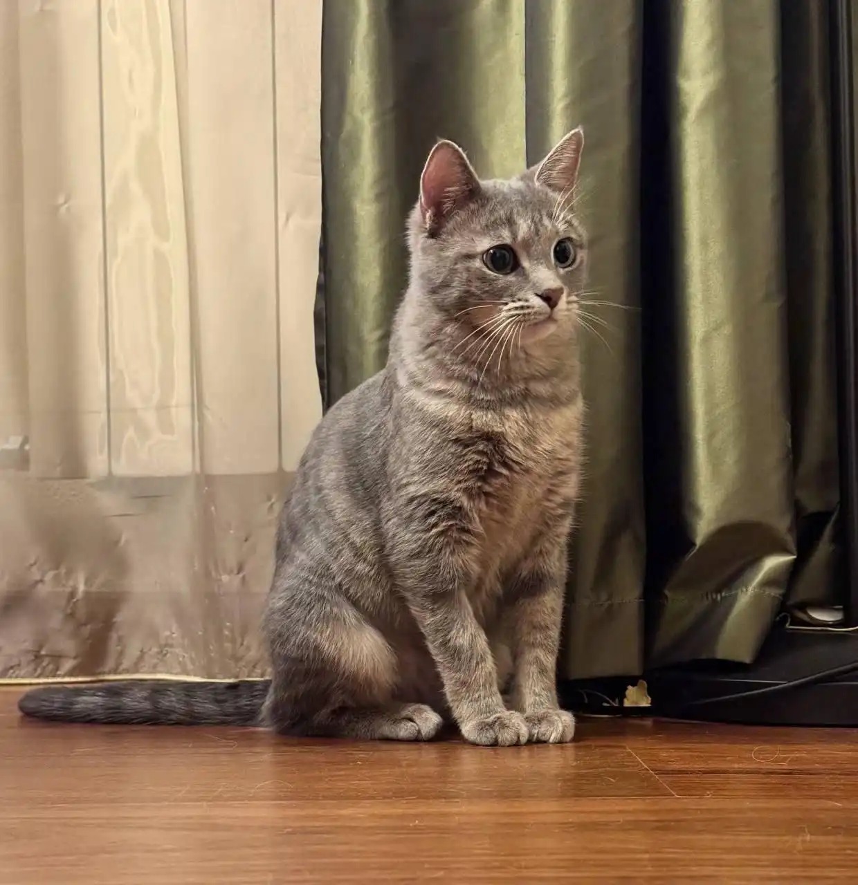 Пристройство кошки, найдена на улице - Кошки (Животные) в Красногорск