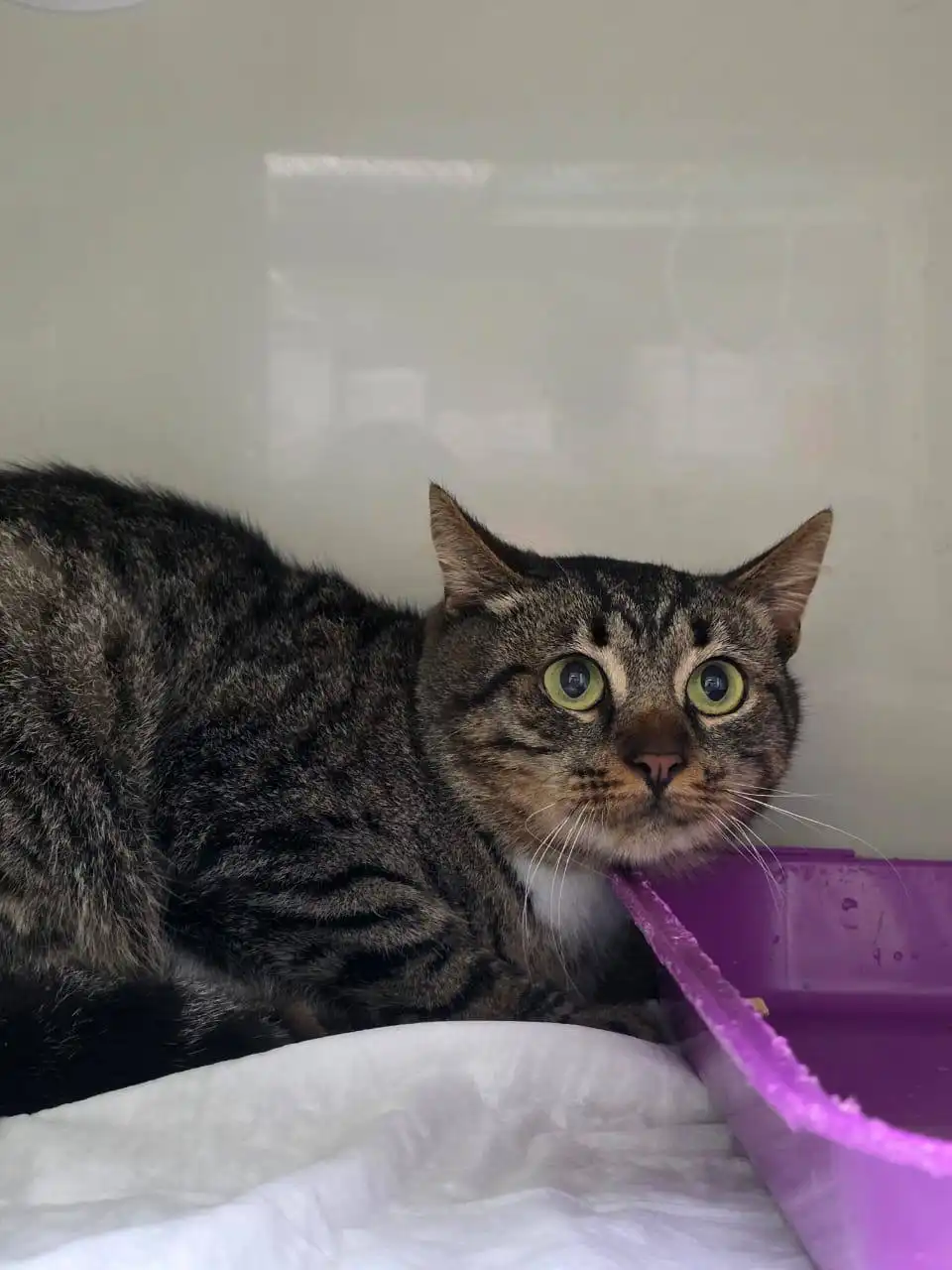 Котик Честер ищет дом в Москве - Кошки (Животные) в Москва