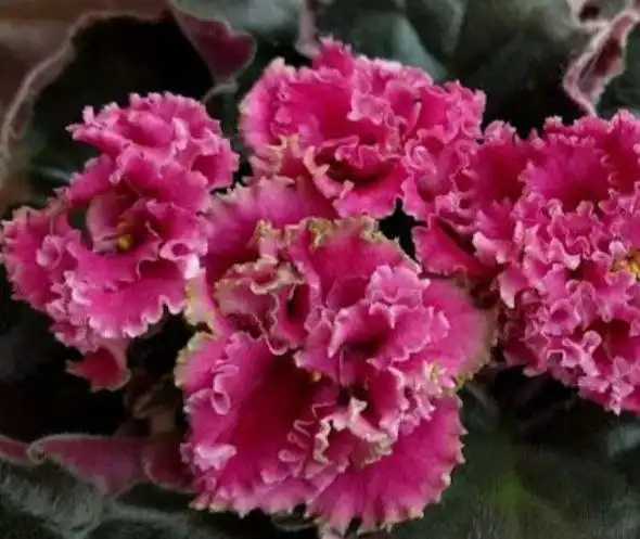 Кустики стартеры на продажу из коллекции - Растения (Хобби и отдых) в Красногорск