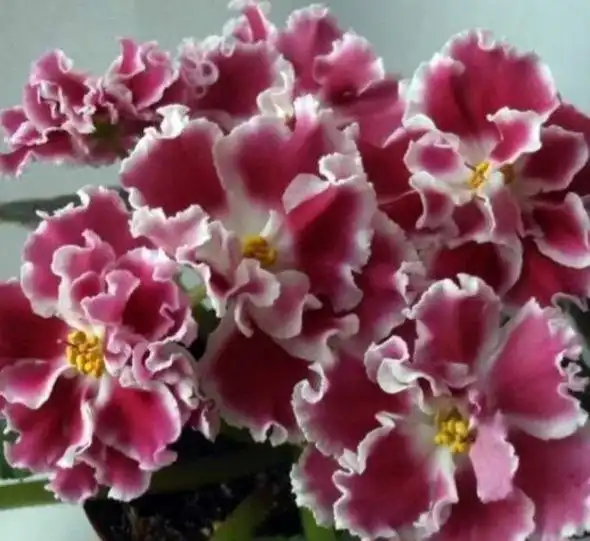 Кустики стартеры на продажу из коллекции - Растения (Хобби и отдых) в Красногорск