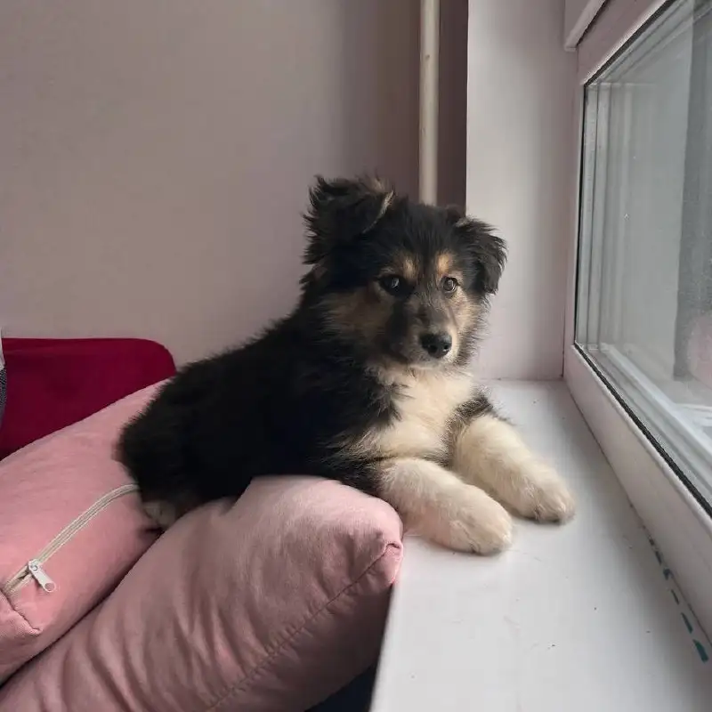 Щенок девочка 3 месяца в добрые руки - Собаки (Животные) в Красногорск