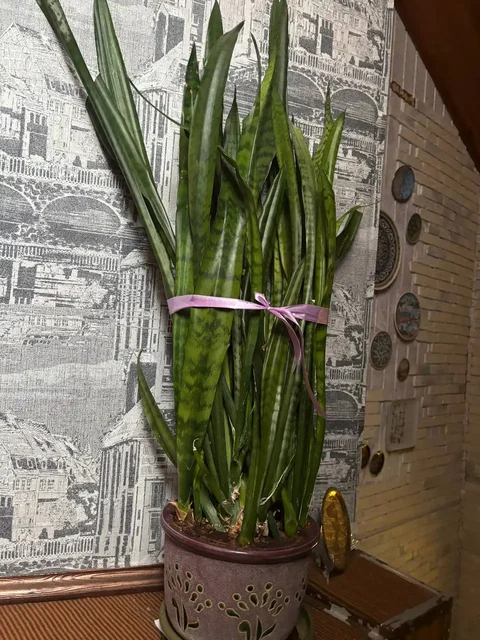 Сансевиерия Лауренти в кашпо для праздника - частное объявление в Нахабино