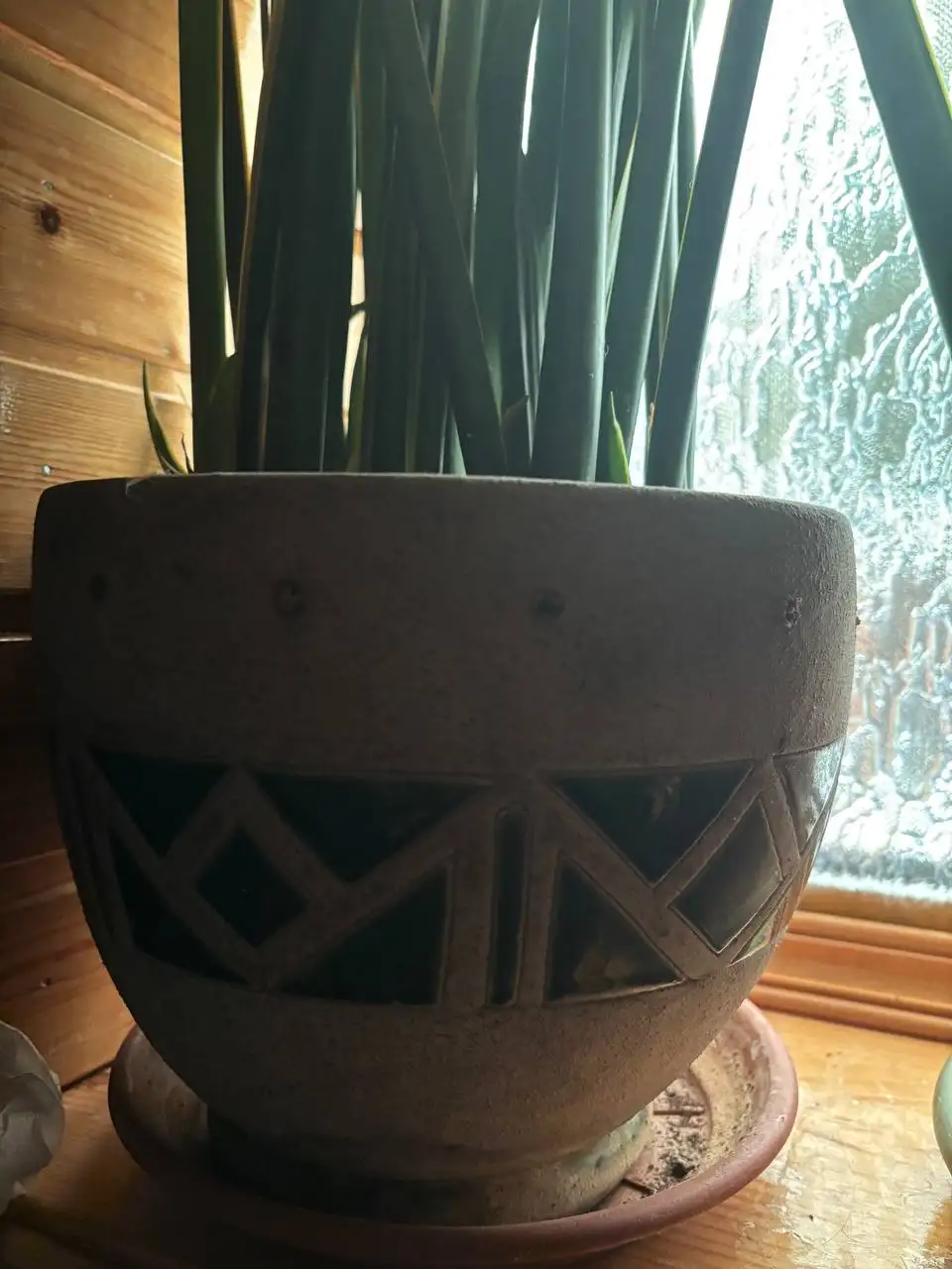 Сансевиерия Лауренти в кашпо для праздника - Растения (Хобби и отдых) в Нахабино