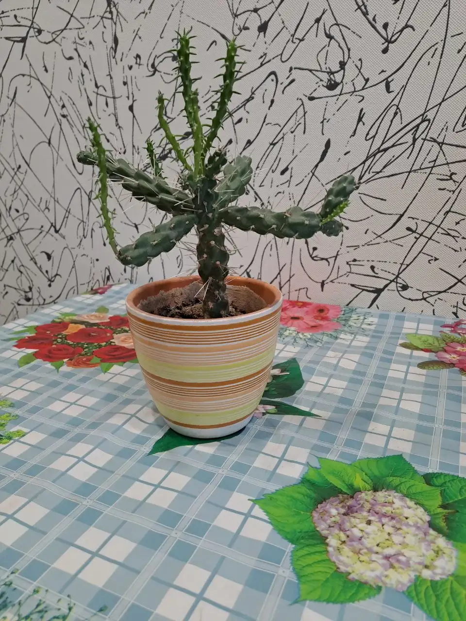 Продажа комнатных растений в Красногорске - Комнатные растения (Хобби и отдых) в Красногорск