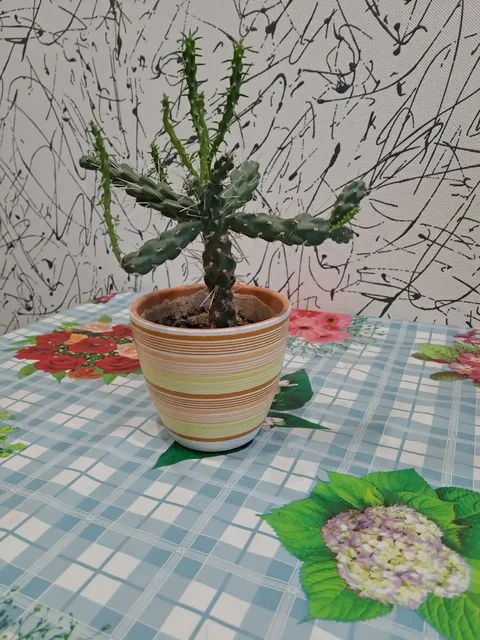 Продажа комнатных растений в Красногорске - Рукоделие/Кондитерские изделия в Красногорск