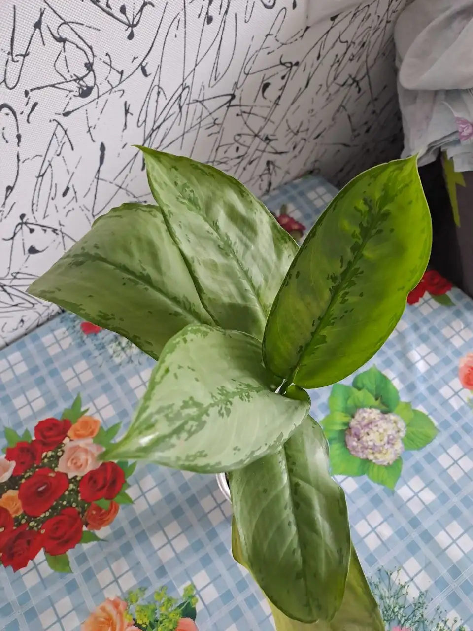 Продажа комнатных растений в Красногорске - Комнатные растения (Хобби и отдых) в Красногорск