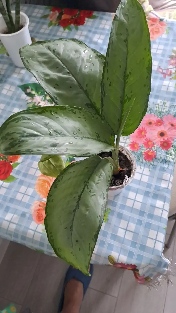 Продажа комнатных растений в Красногорске - Комнатные растения (Хобби и отдых) в Красногорск