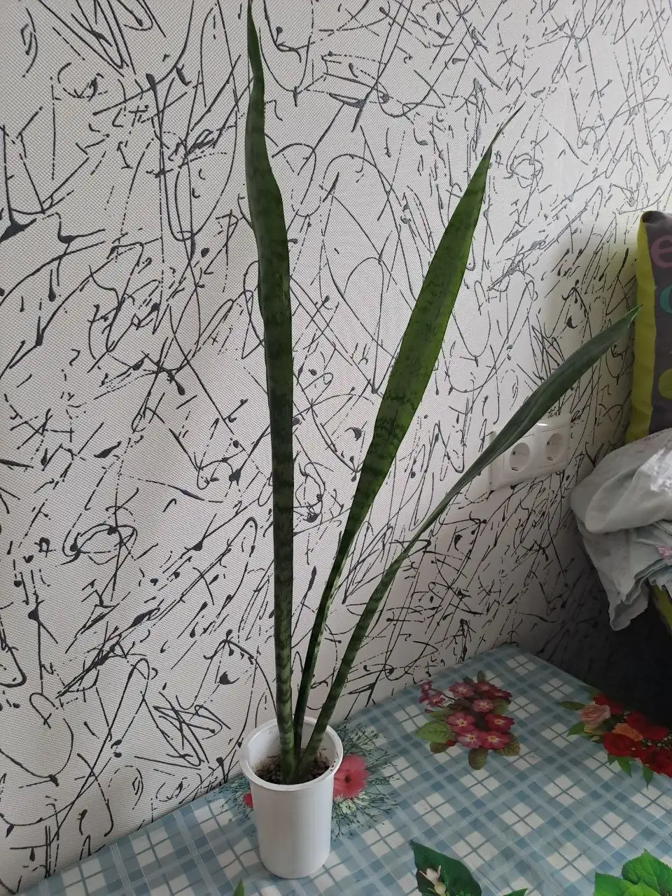 Продажа комнатных растений в Красногорске - Комнатные растения (Хобби и отдых) в Красногорск