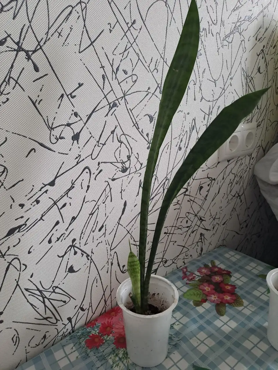 Продажа комнатных растений в Красногорске - Комнатные растения (Хобби и отдых) в Красногорск