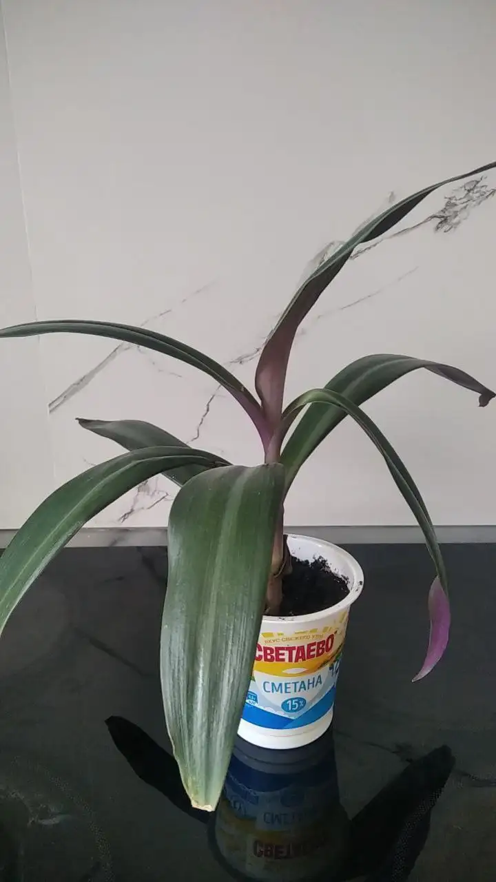 Продажа комнатных растений в Красногорске - Комнатные растения (Хобби и отдых) в Красногорск