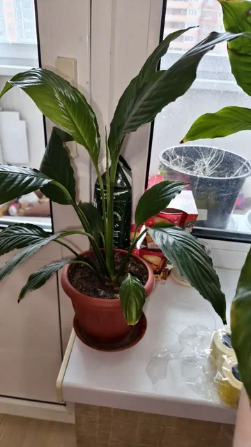 Спатифилум пересаженный в горшке - Барахолка в Красногорск