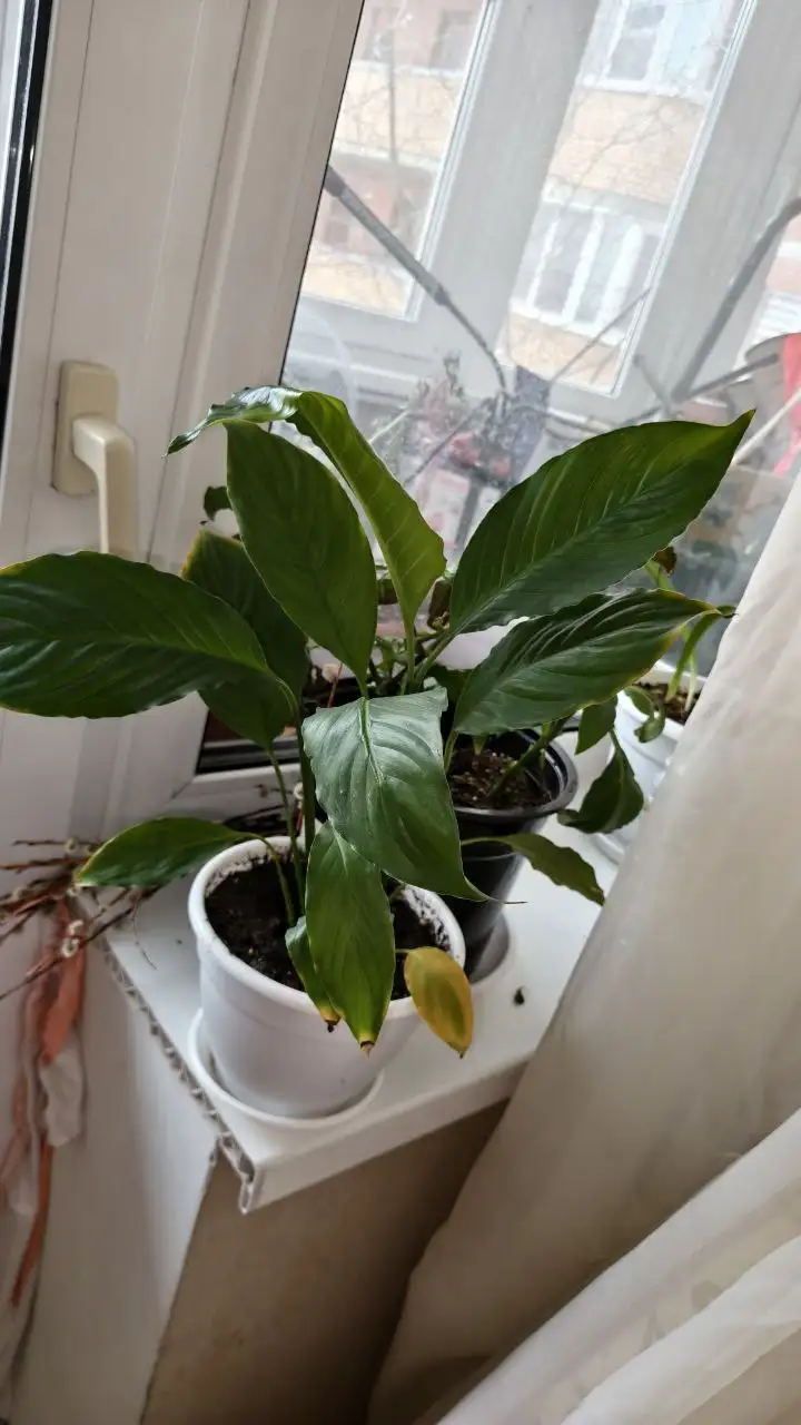 Спатифилум пересаженный в горшке - Растения (Барахолка) в Красногорск