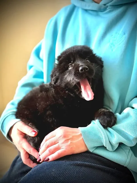 Щенки метиса Банхара (монгольской овчарки) - частное объявление в Истра