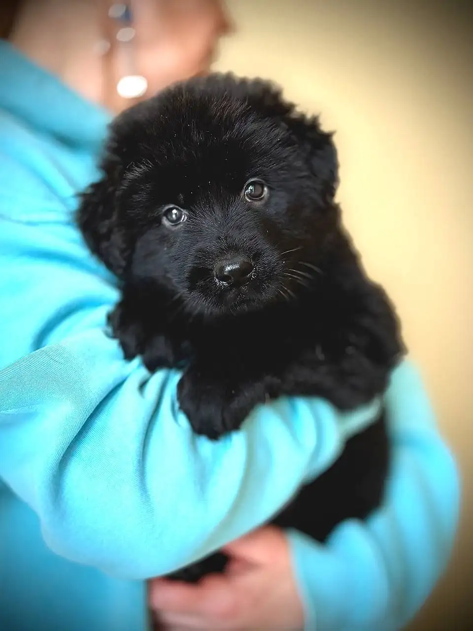 Щенки метиса Банхара (монгольской овчарки) - Собаки (Животные) в Истра