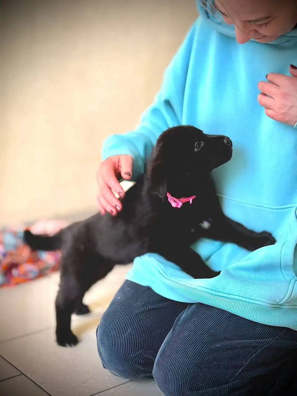 Щенки метиса Банхара (монгольской овчарки) - Собаки (Животные) в Истра