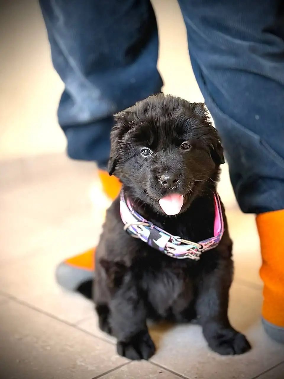 Щенки метиса Банхара (монгольской овчарки) - Собаки (Животные) в Истра