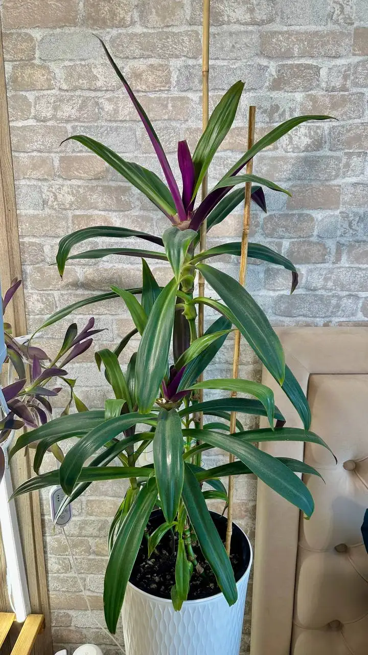 Продажа традесканции Рео в напольном горшке - Растения (Хобби и отдых) в Красногорск