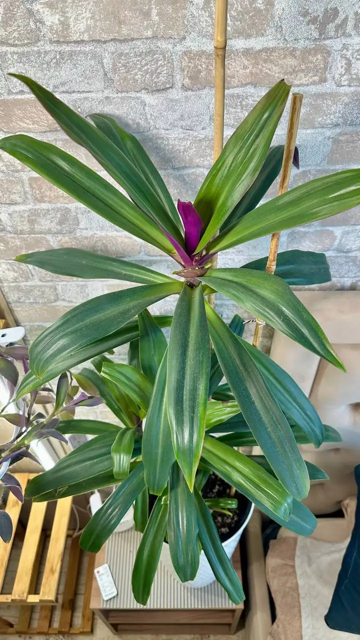 Продажа традесканции Рео в напольном горшке - Растения (Хобби и отдых) в Красногорск