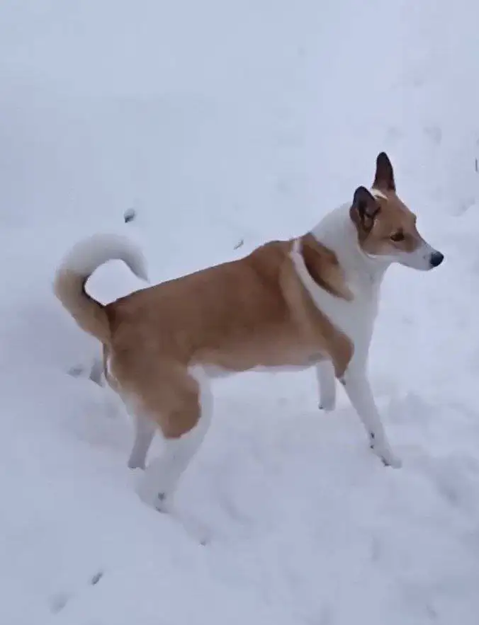 Ищу дом или передержку для пса Бари - Собаки (Животные) в Красногорск