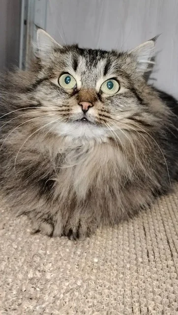 Кошка Сильви ищет дом - частное объявление в Красногорск