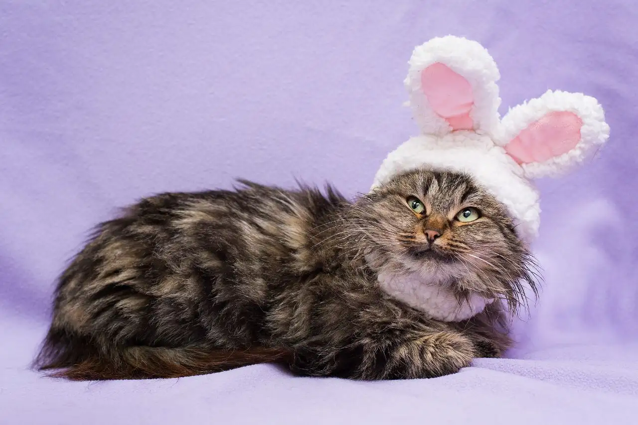 Кошка Сильви ищет дом - Кошки (Животные) в Красногорск