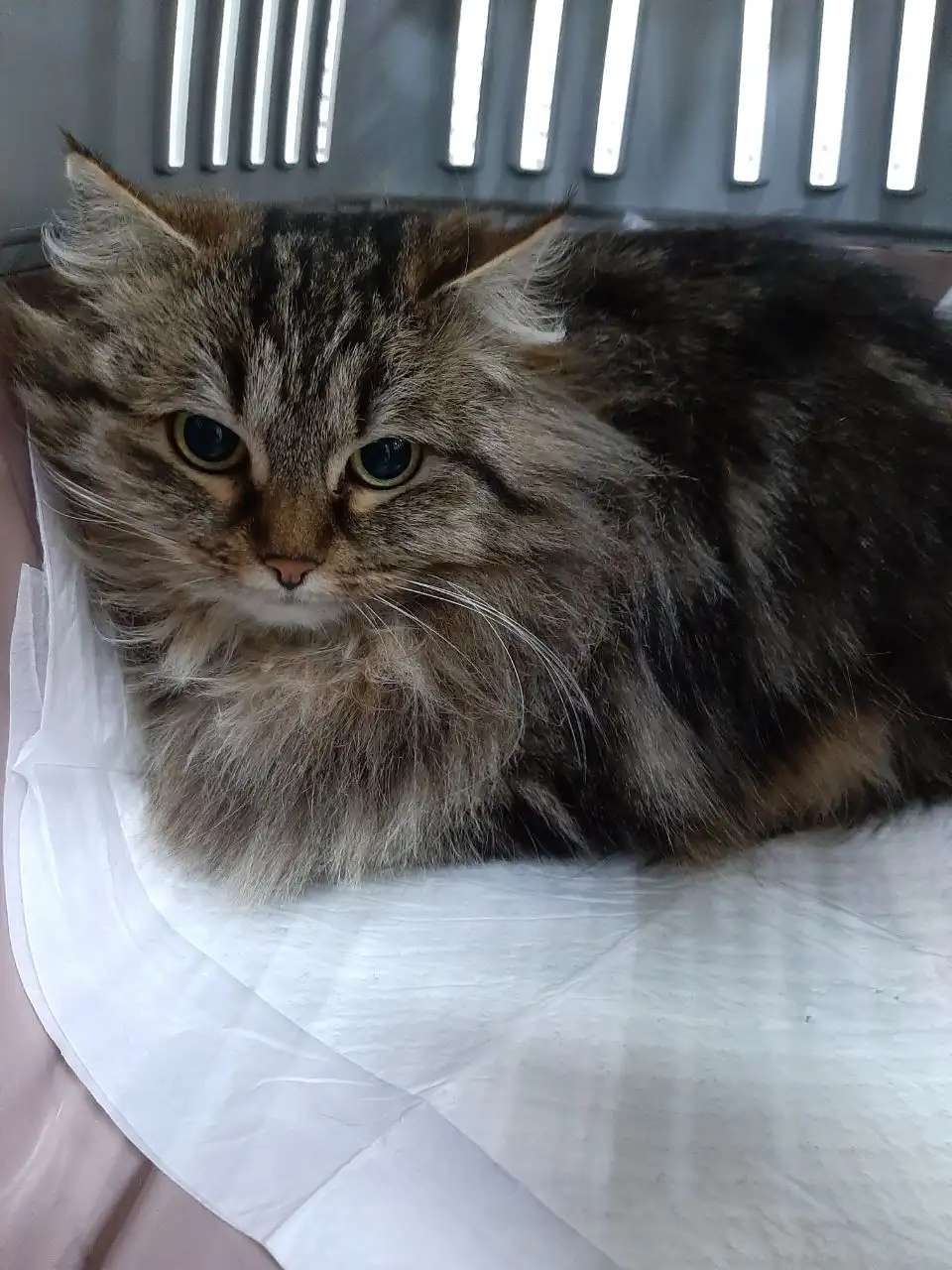 Кошка Сильви ищет дом - Кошки (Животные) в Красногорск