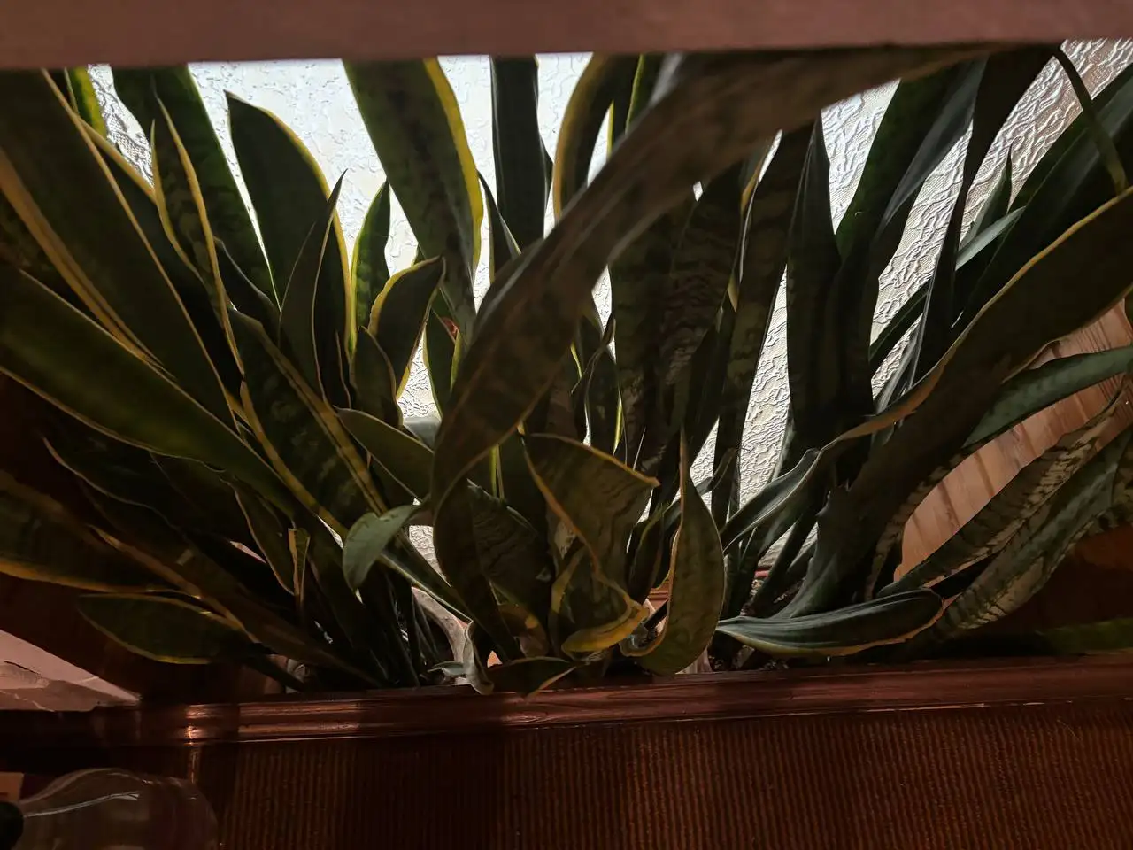 Сансевиерия Лауренти в кашпо, высота более метра - Растения (Хобби и отдых) в Нахабино