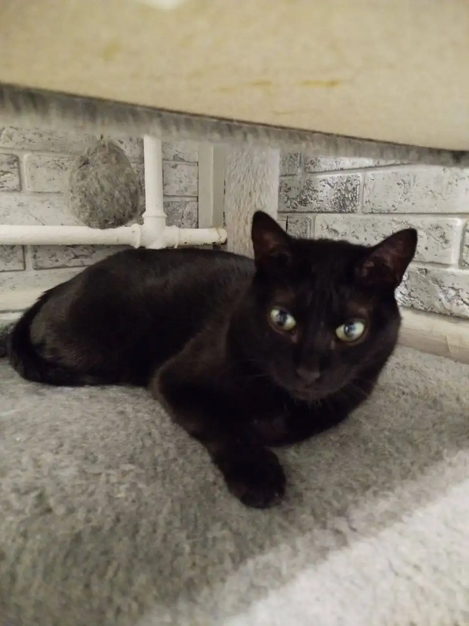 Ищет дом кошка Черничка в Москве - Кошки (Животные) в Москва