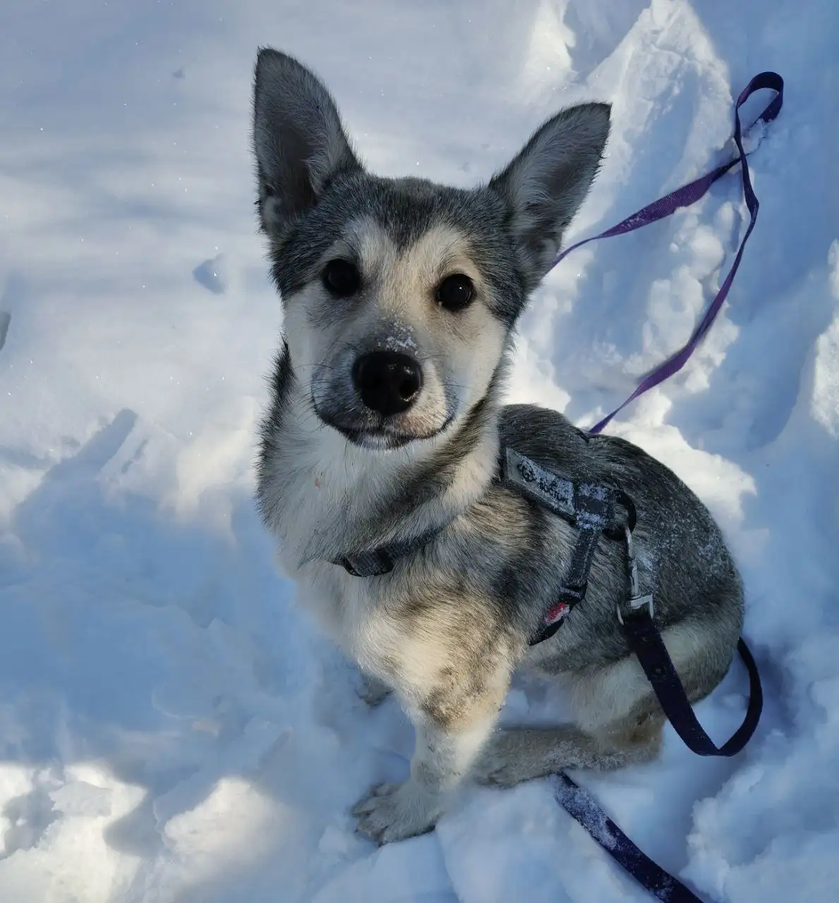 Ищем дом для собаки Мальвины - Собаки (Животные) в Красногорск