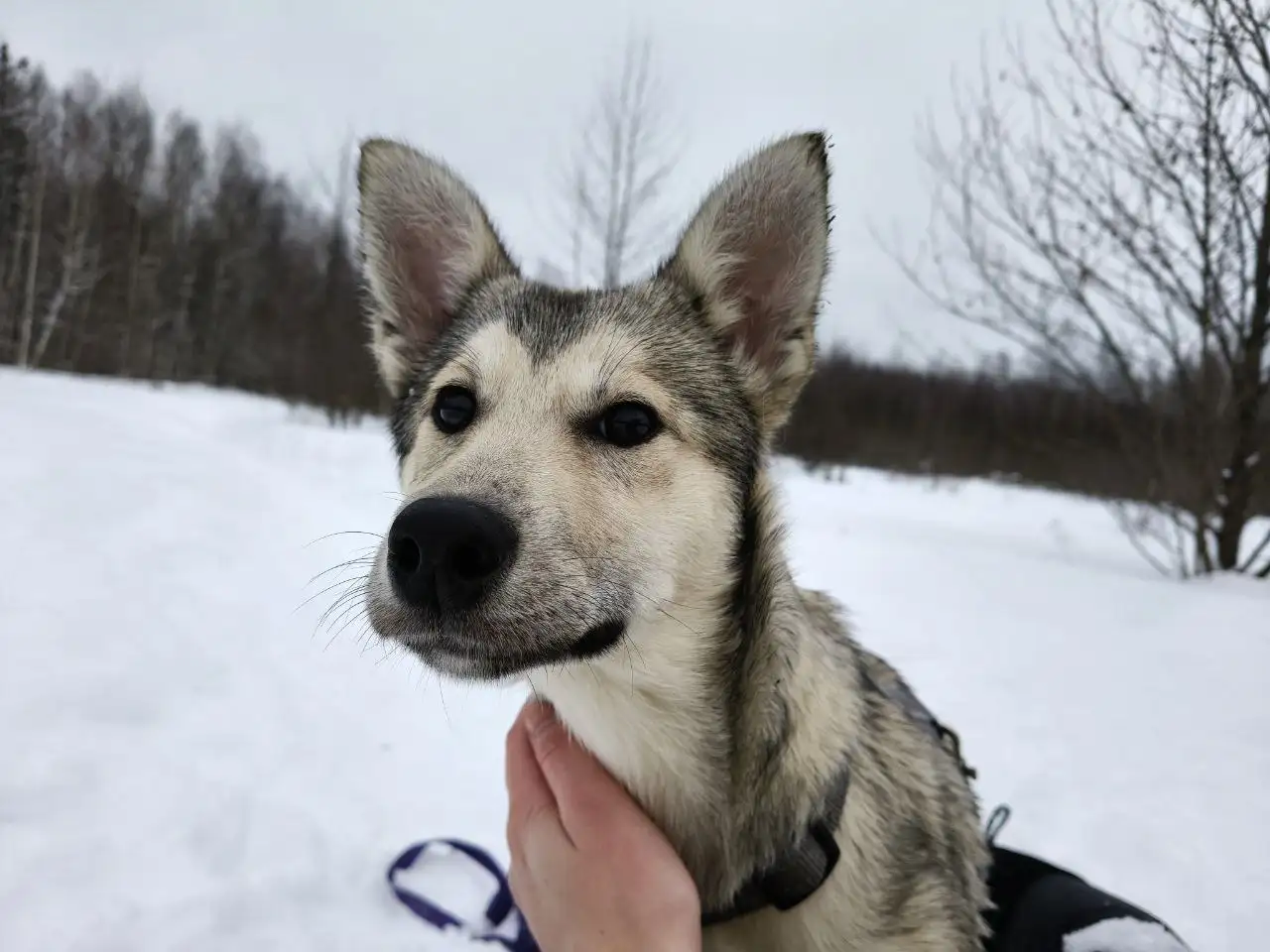 Ищем дом для собаки Мальвины - Собаки (Животные) в Красногорск