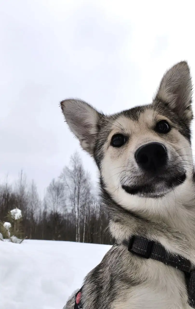 Ищем дом для собаки Мальвины - Собаки (Животные) в Красногорск