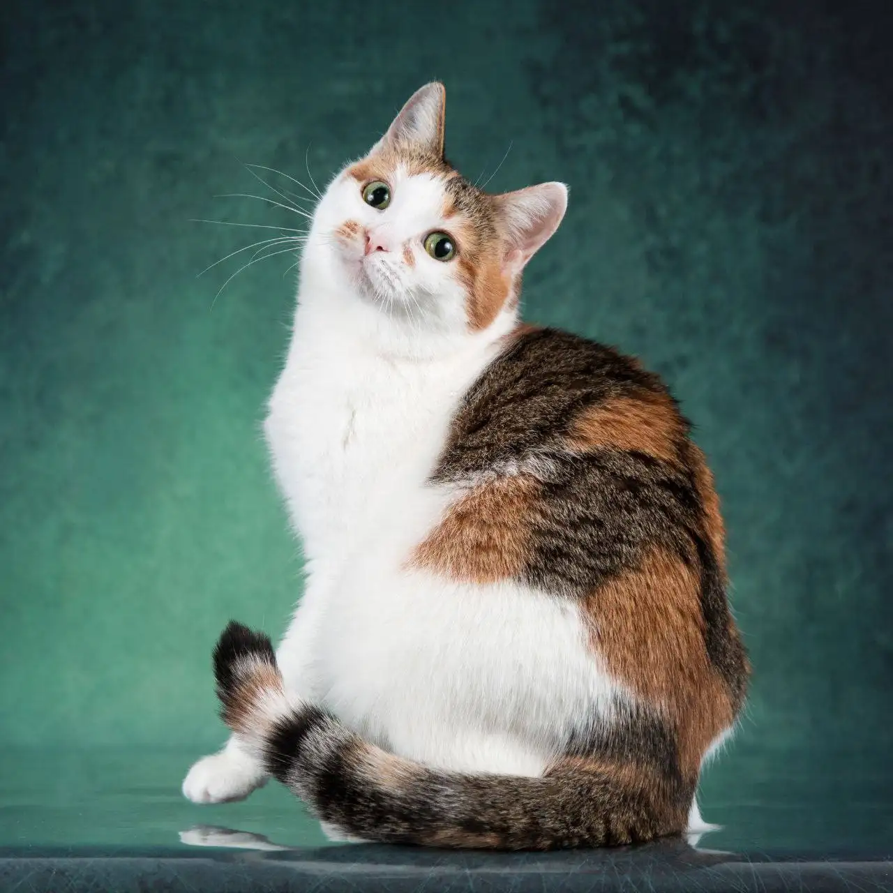 Кошка Злата в добрые руки - Кошки (Животные) в Красногорск