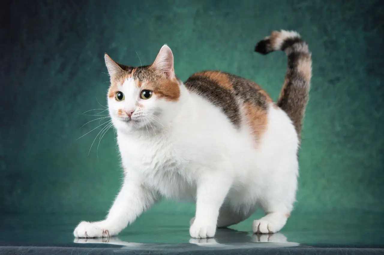 Кошка Злата в добрые руки - Кошки (Животные) в Красногорск