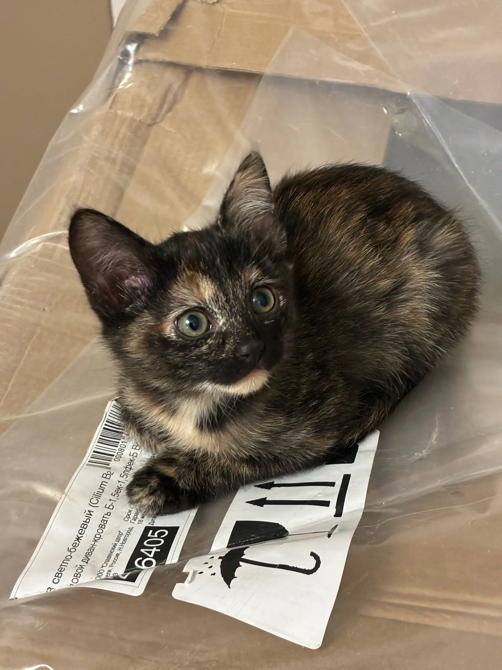 Отдам котёнка-девочку 3 месяца в добрые руки - Кошки (Животные) в Красногорск