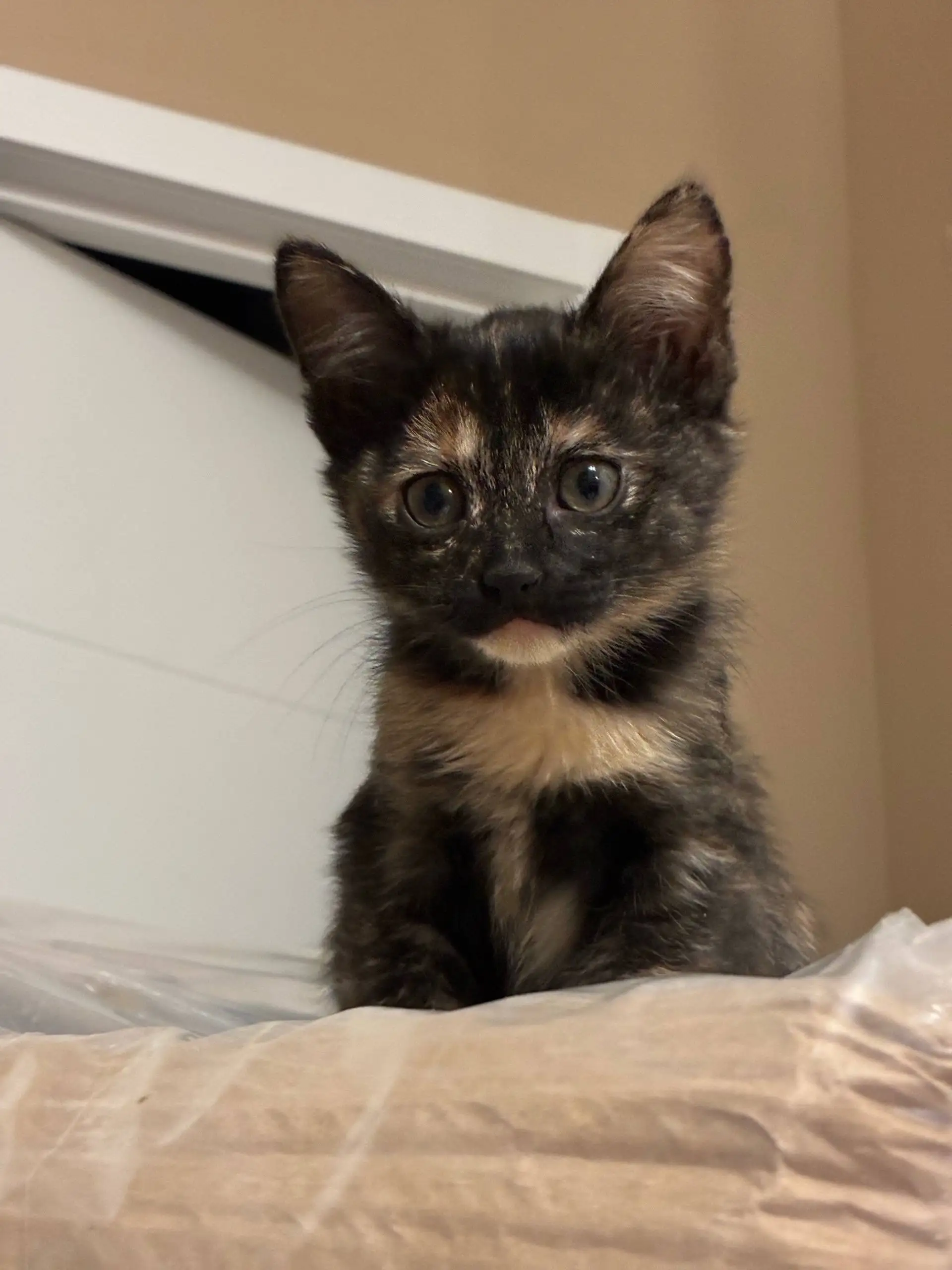 Отдам котёнка-девочку 3 месяца в добрые руки - Кошки (Животные) в Красногорск